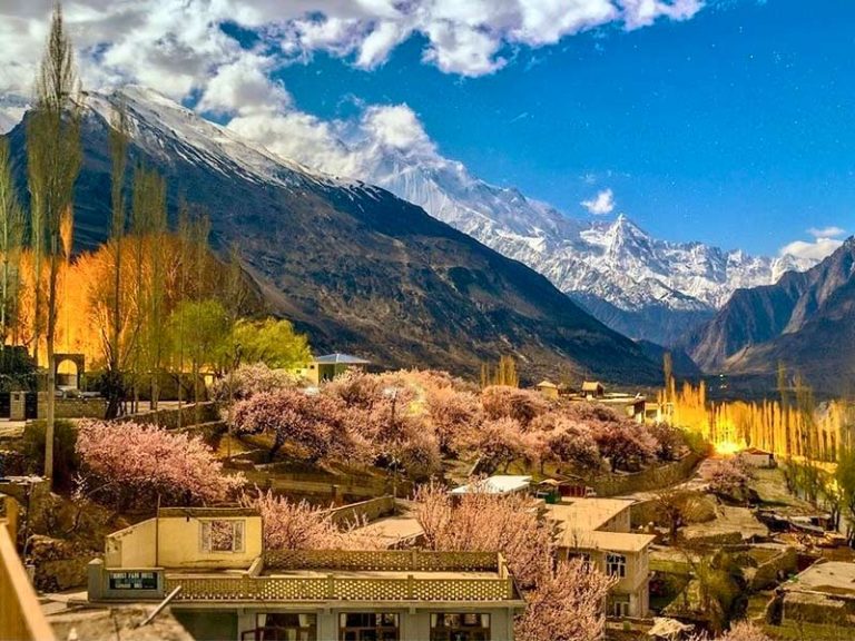 Hunza-cherry-blossom